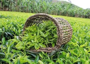 ۳ حلقه مفقود چای بی‌شناسنامه در مسیر رسیدن به فنجان