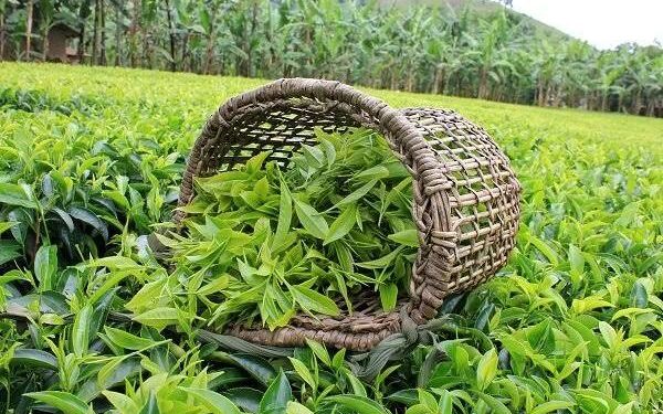 ۳ حلقه مفقود چای بیشناسنامه در مسیر رسیدن به فنجان